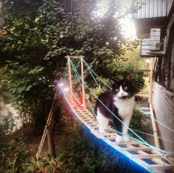 man builds glowing bridge for his cat 1