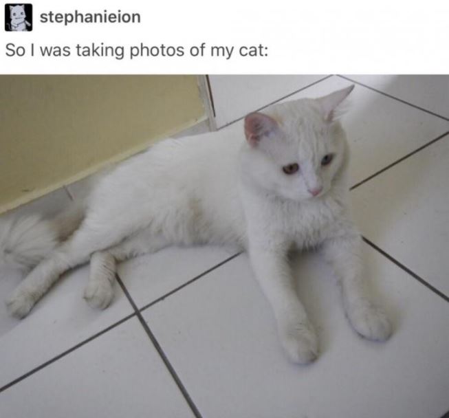 cat gets picture taken 1