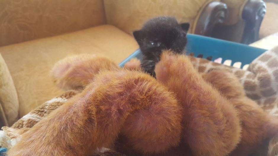 teddy bear and kitten