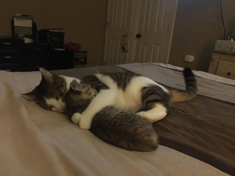 cat and new kitten fall asleep together 1