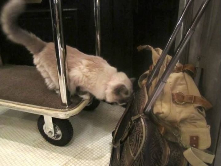 Cat supervisor of hotel is retiring after 7 wonderful years of service