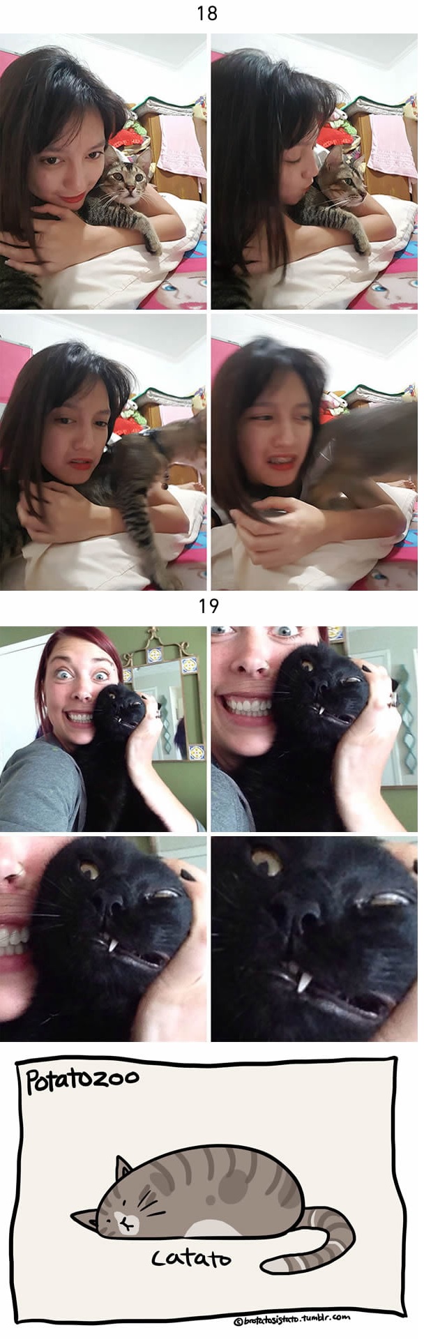 cats annoyed with selfies 4