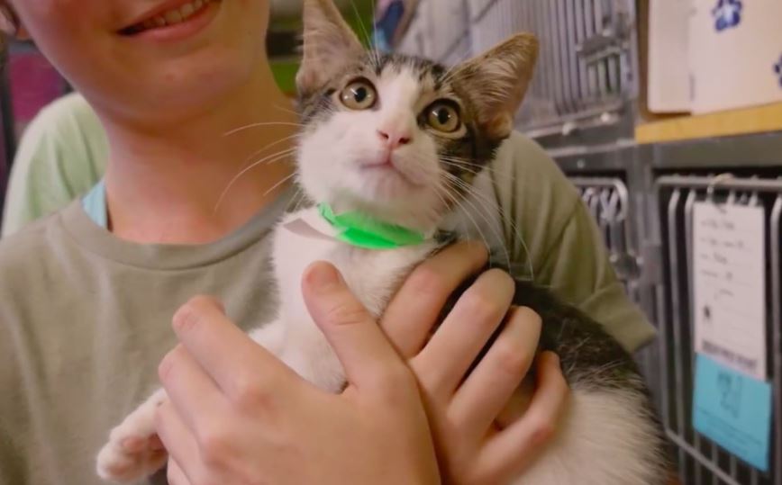 Watch: cats rescued from Hurricane Harvey