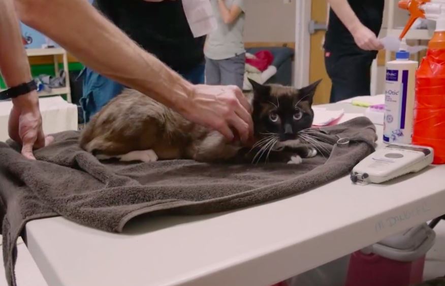 Watch cats rescued from Hurricane Harvey