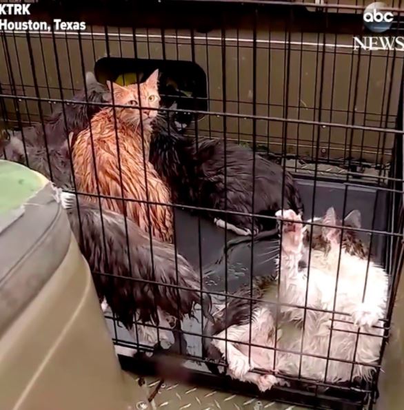 cats rescued from Harvey Hurricane