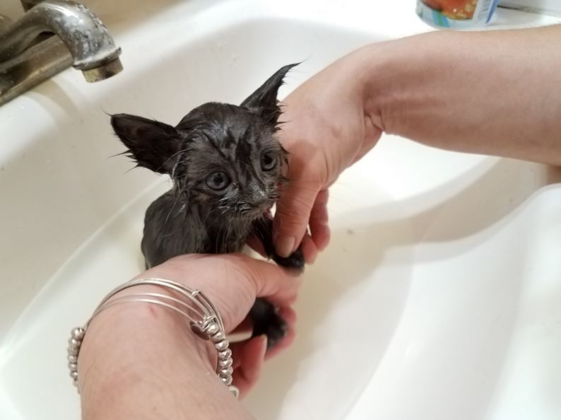 kitten rescued after fishing trip 5