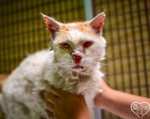 cat with broken nose gets rescued 2