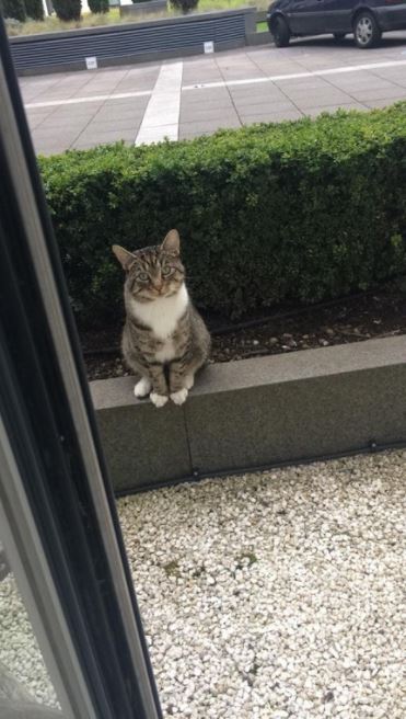 neighbor cat waits outside everyday to play with cat