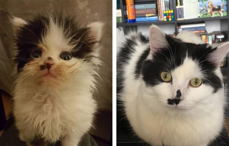 half frozen kitten before and after 