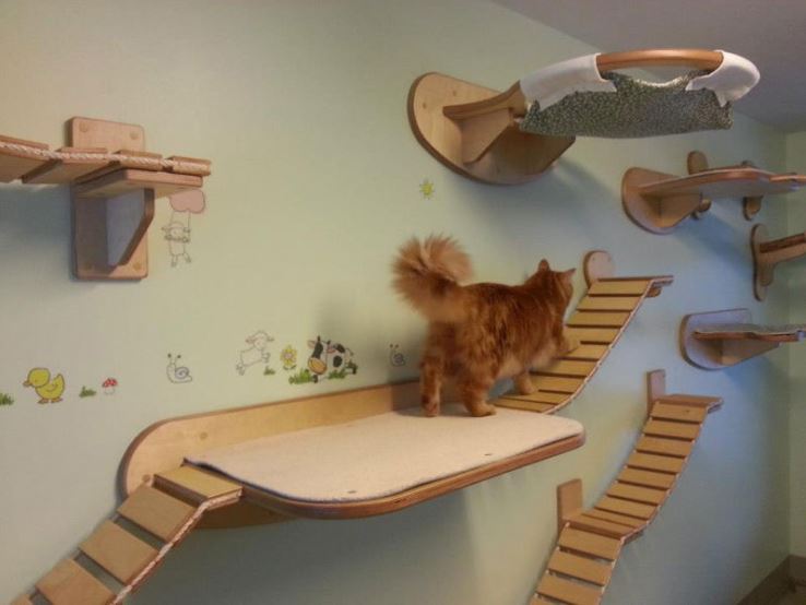 cat play gym kmart