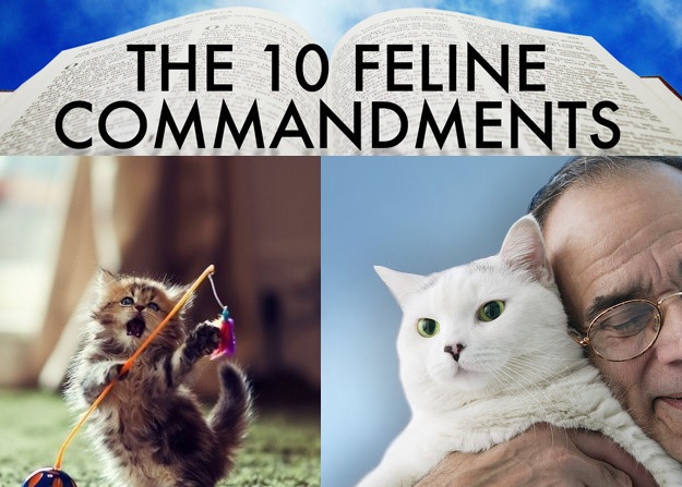 cat videos