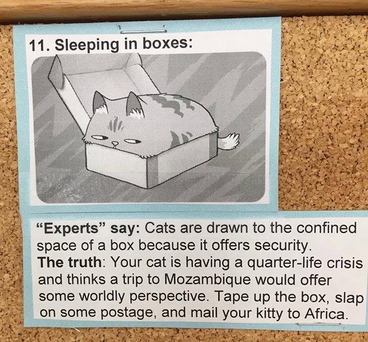 what cats really mean 11