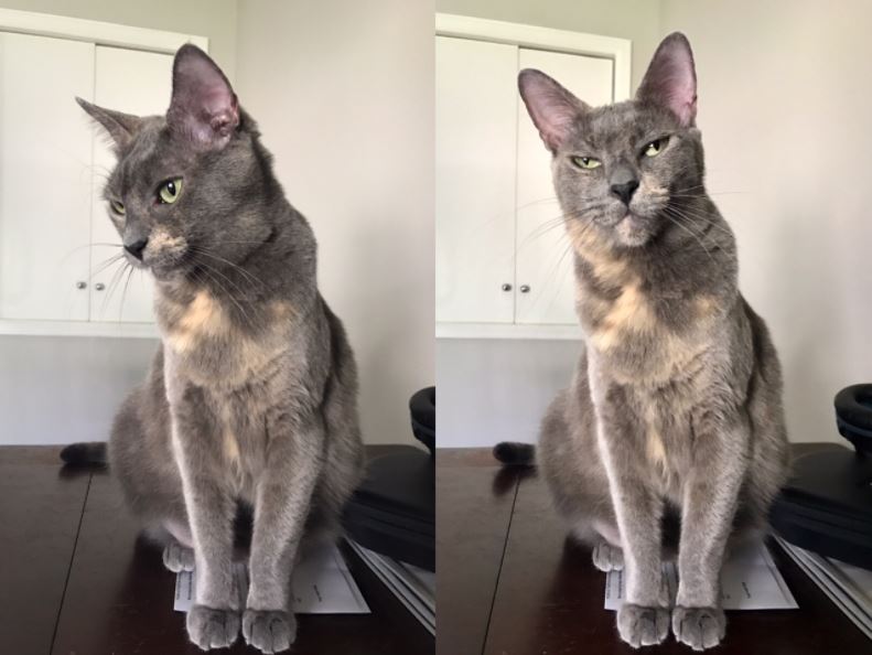 cats before and after being told theyre beautiful 2