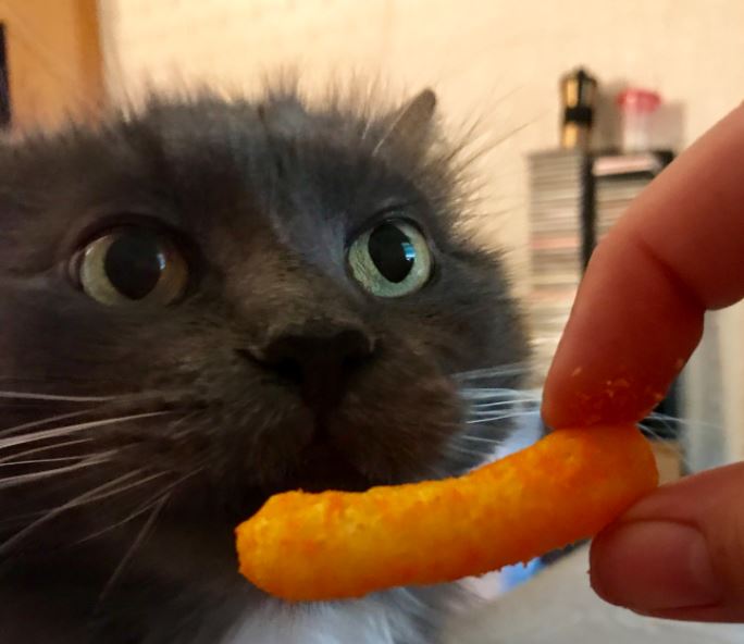 cat reaction to cheese curl 1