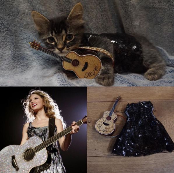 taylor swift cat 2