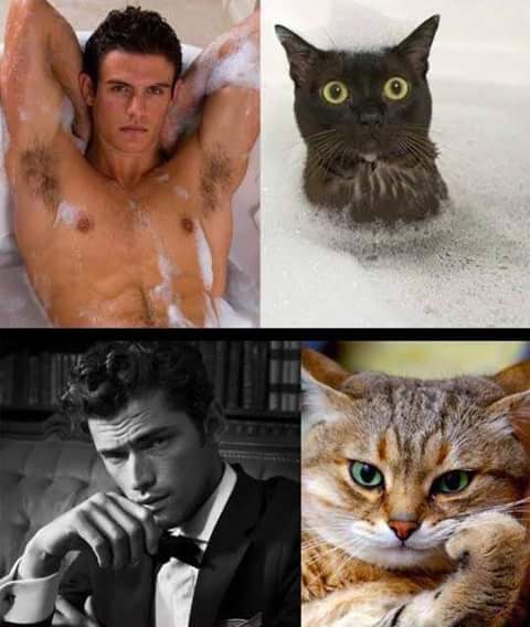 men and cats 2