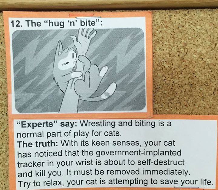 what cats really mean 12