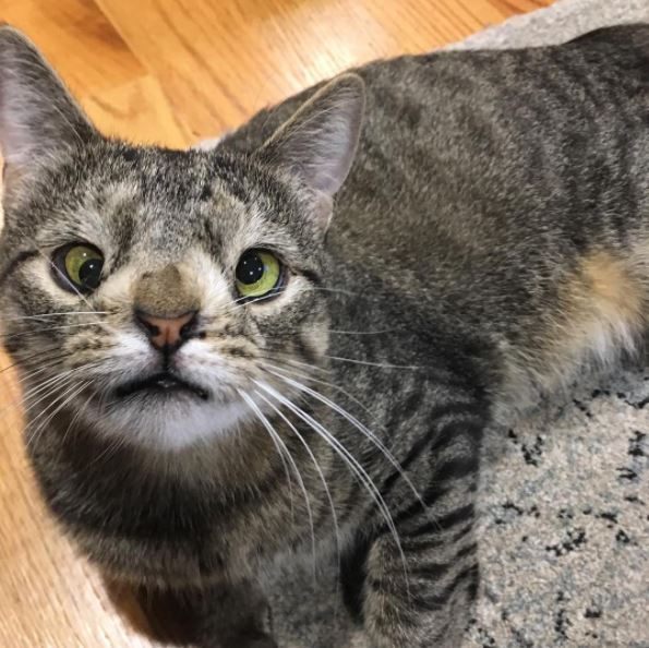 Feline Downs Syndrome