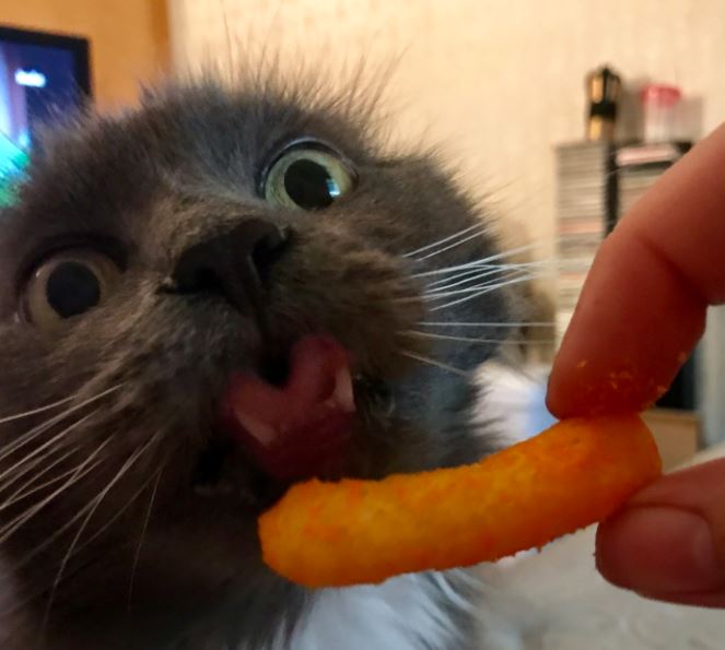 cats reaction to cheese curl