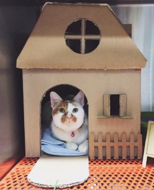 amazing houses built for resident cat vet 4