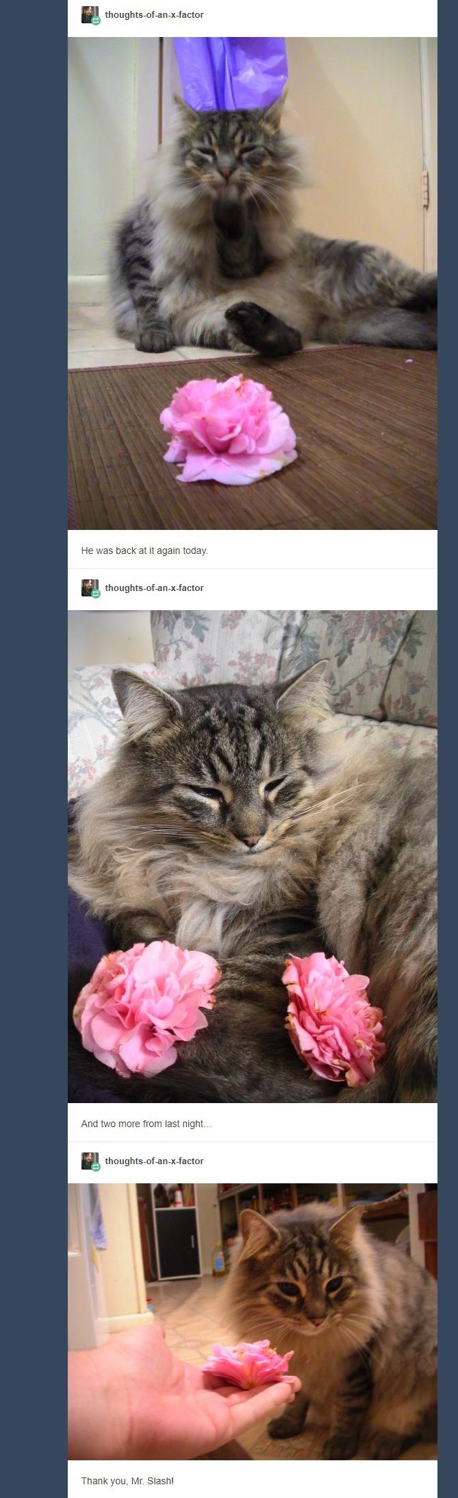 cat brings flowers 9