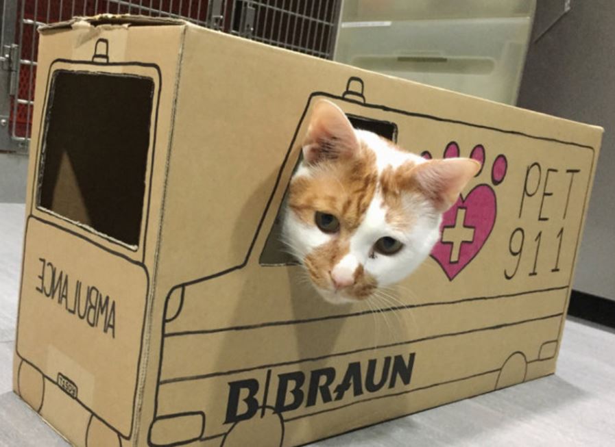 amazing houses built for resident cat at vet office 7