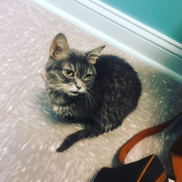 Kitten with brain damage gets rescued, and two years later, she's still