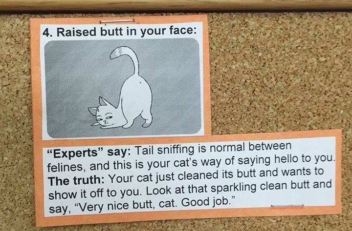 what cats really mean 4