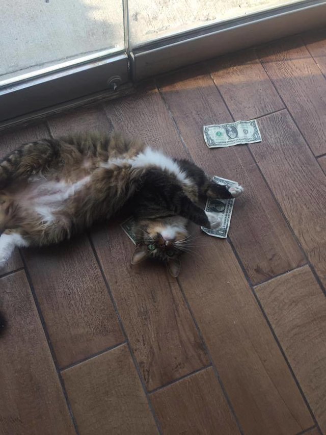 Cat kept bringing cash into the office and nobody had any idea how