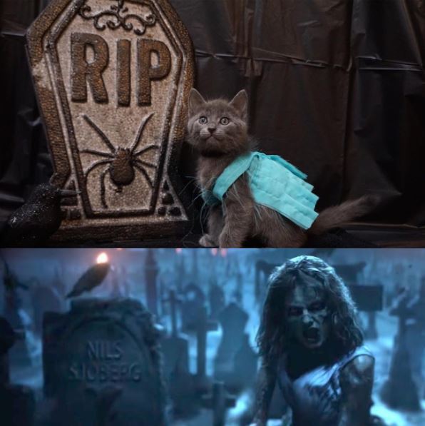 taylor swift cat 6