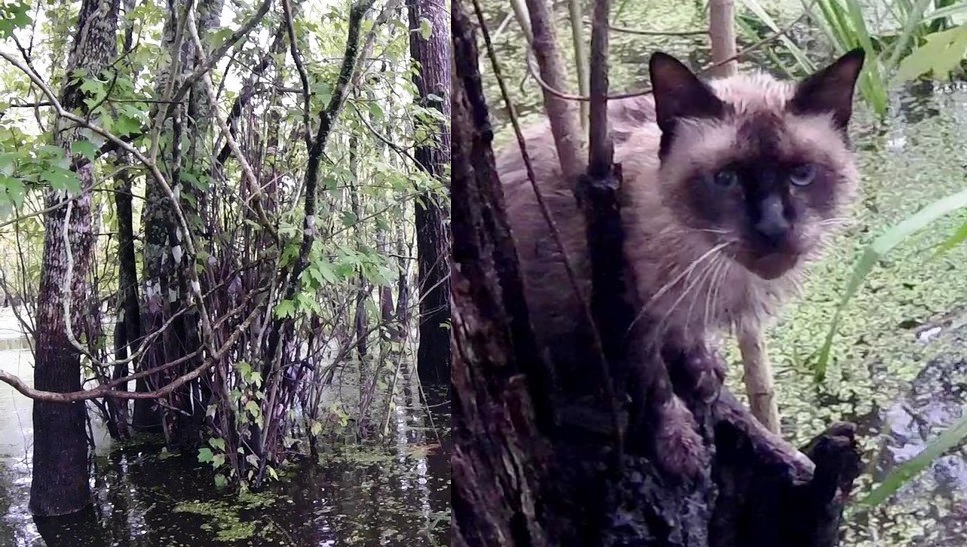 cat videos
