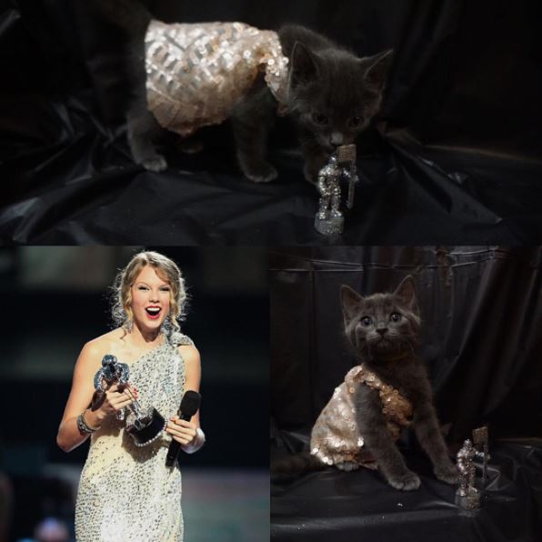 taylor swift cat 4