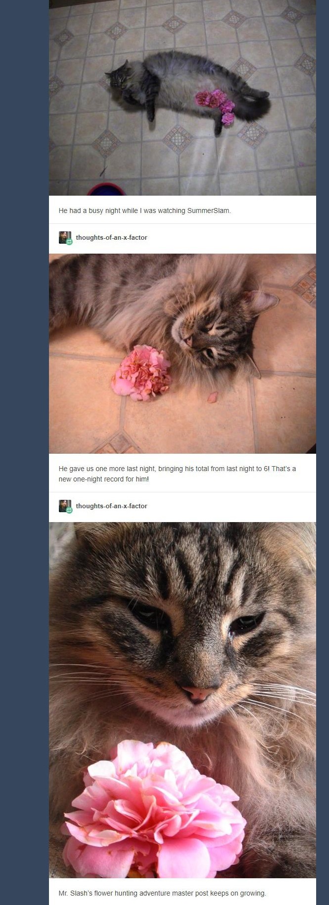 cat brings flowers 8