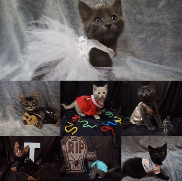 taylor swift cat 8
