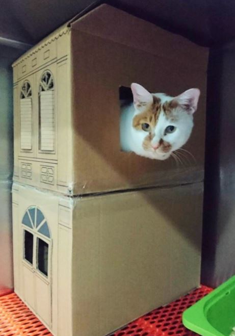 amazing houses built for resident cat at vet office 13