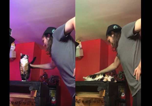 cat videos