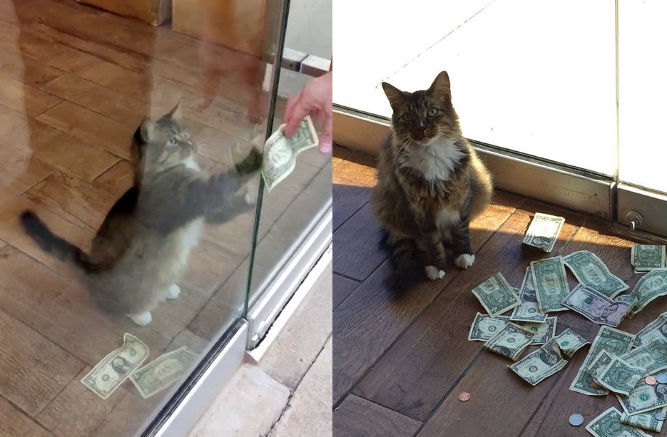cat videos