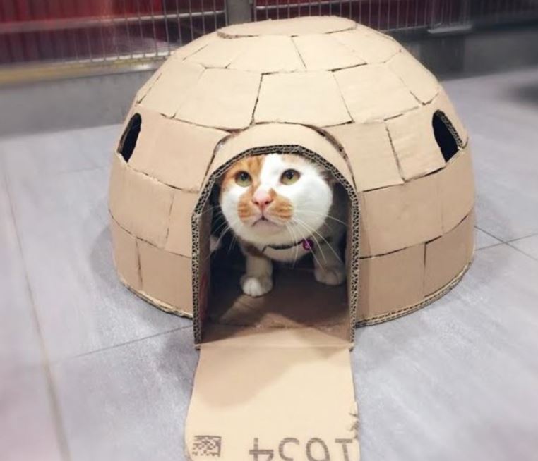 amazing houses made for resident cat at vet office 6