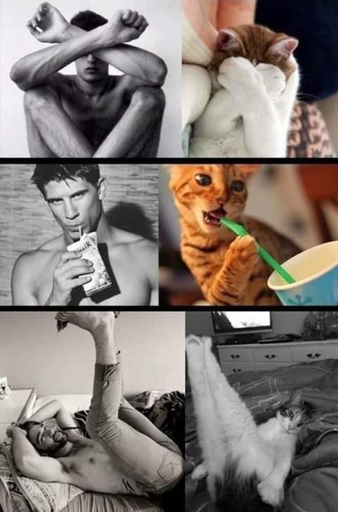men and cats 1