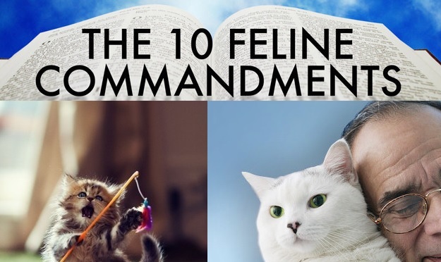 cat videos