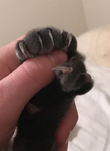 cats with thumbs 6