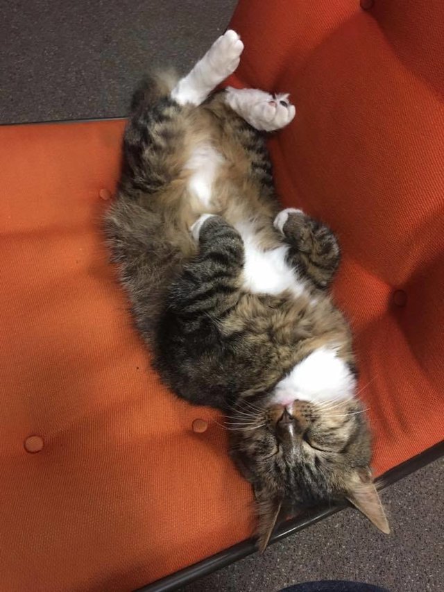 Cat kept bringing cash into the office and nobody had any idea how