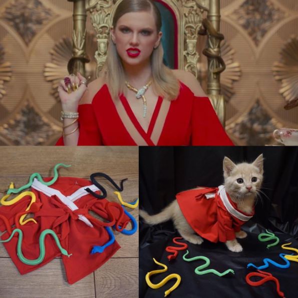 taylor swift cat 3