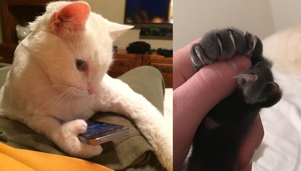 15 cats with thumbs that make them even 