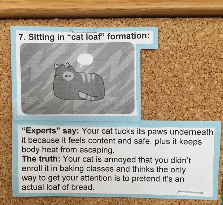 what cats really mean 7