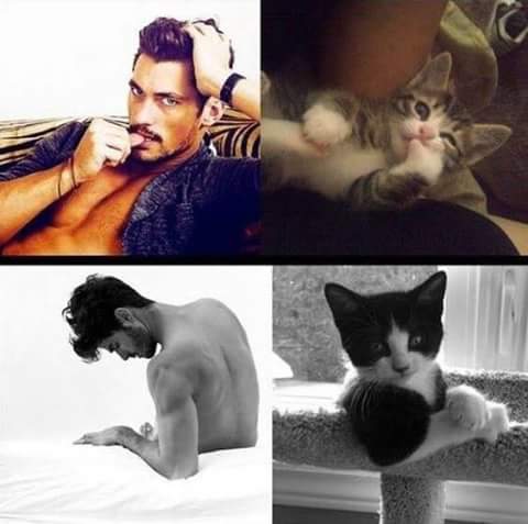 men and cats 7