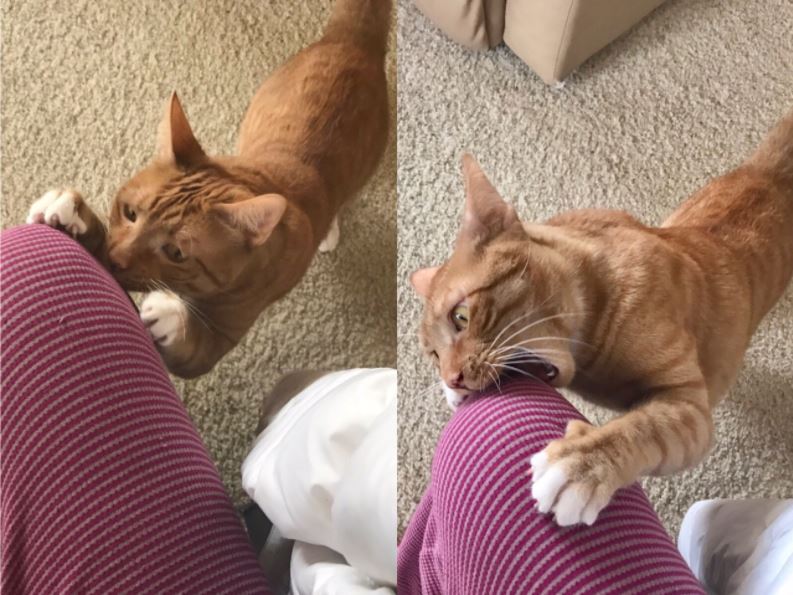 cats before and after being told theyre beautiful 4