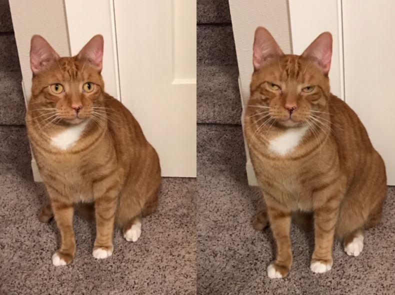 cats before and after being told theyre beautiful 1