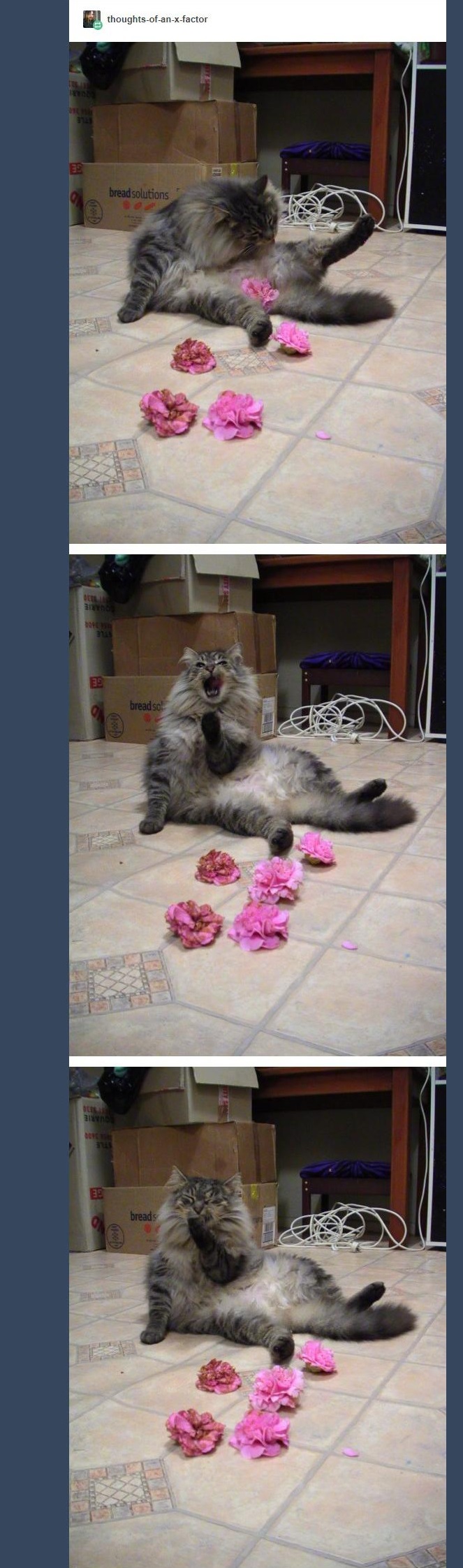 cat brings flowers 7