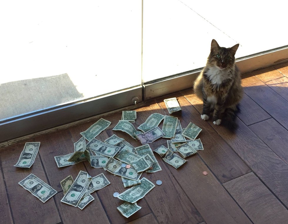 cat collects money 1